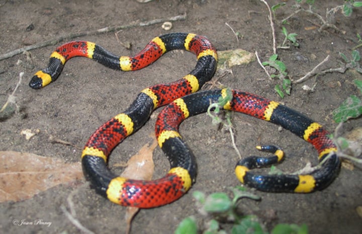 <p>50-89cm</p><p><strong>Pattern of red, yellow, and black rings</strong></p><p><strong>Each red and black ring separated by yellow rings (yellow on red, wants you dead)</strong></p><p>Tail banded with black and yellow</p>
