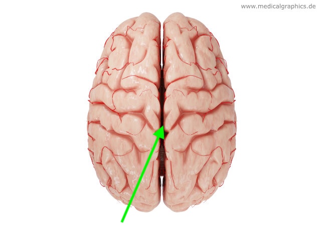 <p>what part of the brain is this?</p>