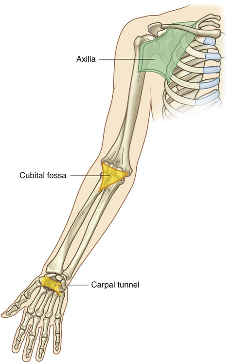 <p>- axilla </p><p>- cubital fossa </p><p>- carpal tunnel</p>