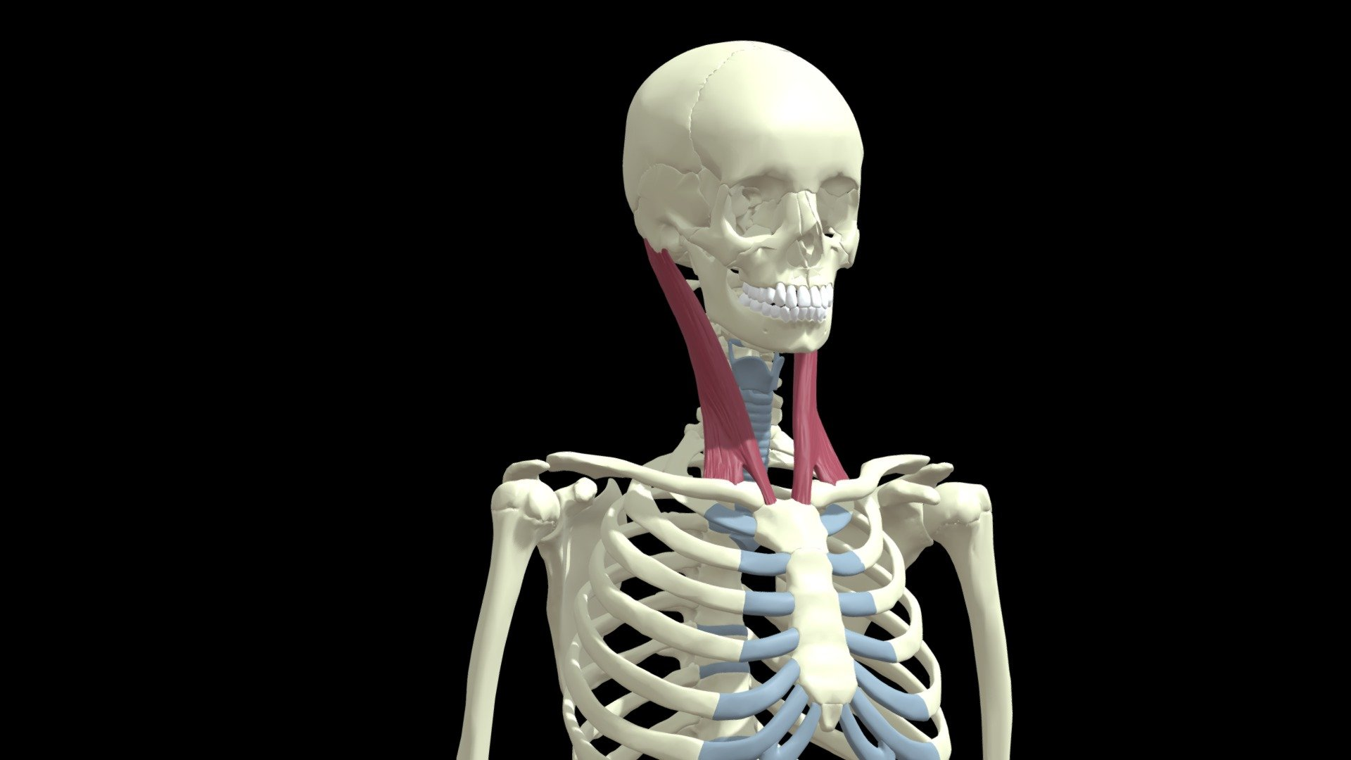 <p>origin manubrium &amp; clavicle, insertion mastoid action process rotates &amp; flexes head</p>