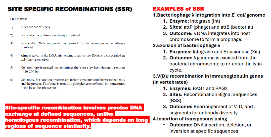 <p>“<strong>Site-specific recombination”</strong> involves the <strong>exchange of DNA segments </strong>(recombination) at <strong>specific, short DNA sequences (recognition sites)</strong></p>
