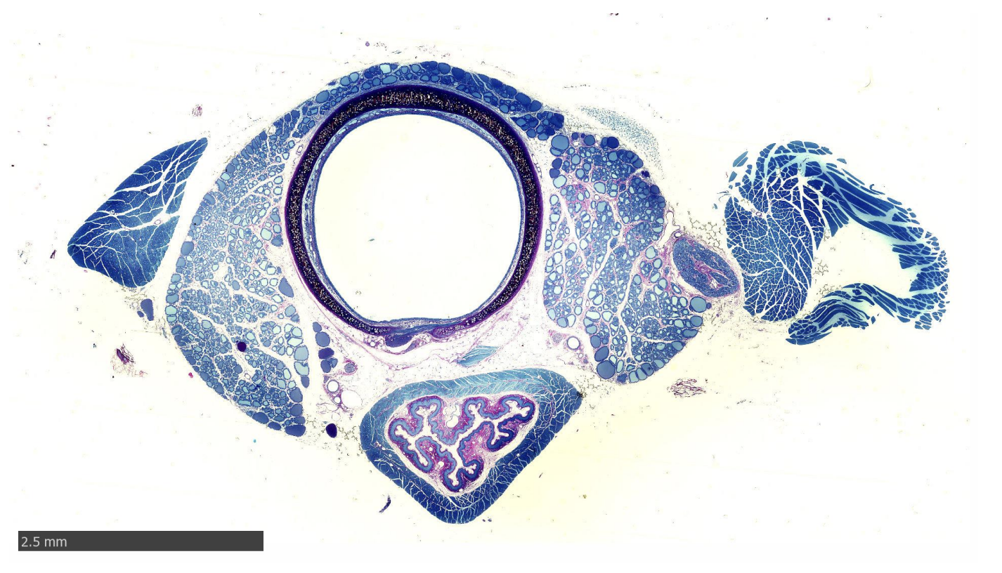 <p>Oesophagus and Trachea of rat</p>