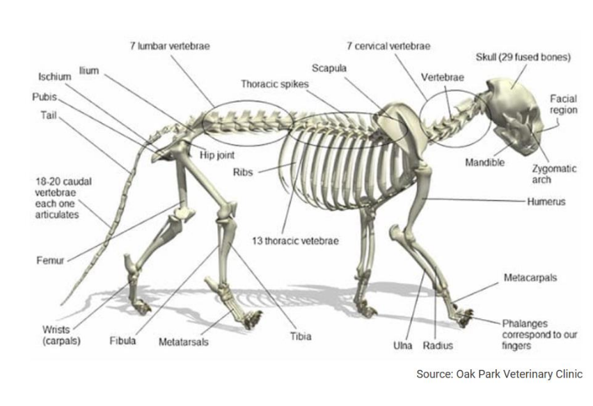 <p>Thoracic vertebrae</p>