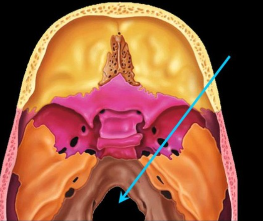 <p>the big circular hole in the middle of the skull</p>