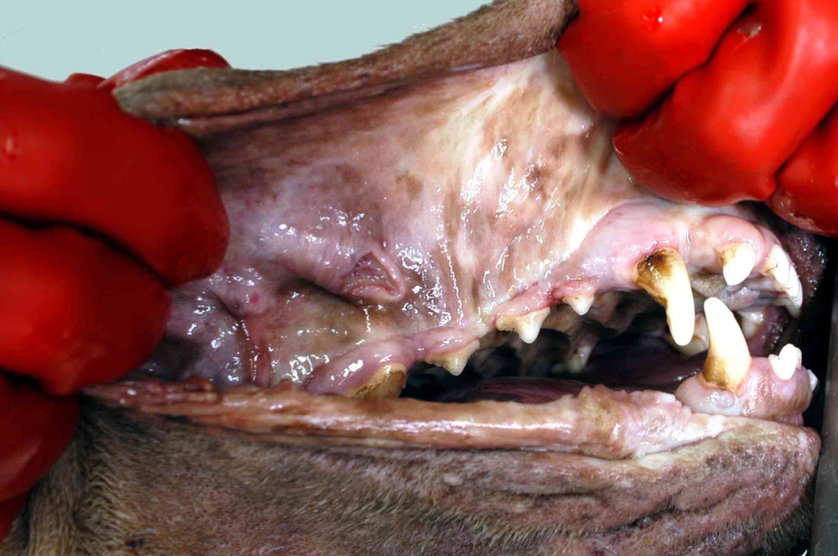 <p>True, they’re called uremic ulcers</p>