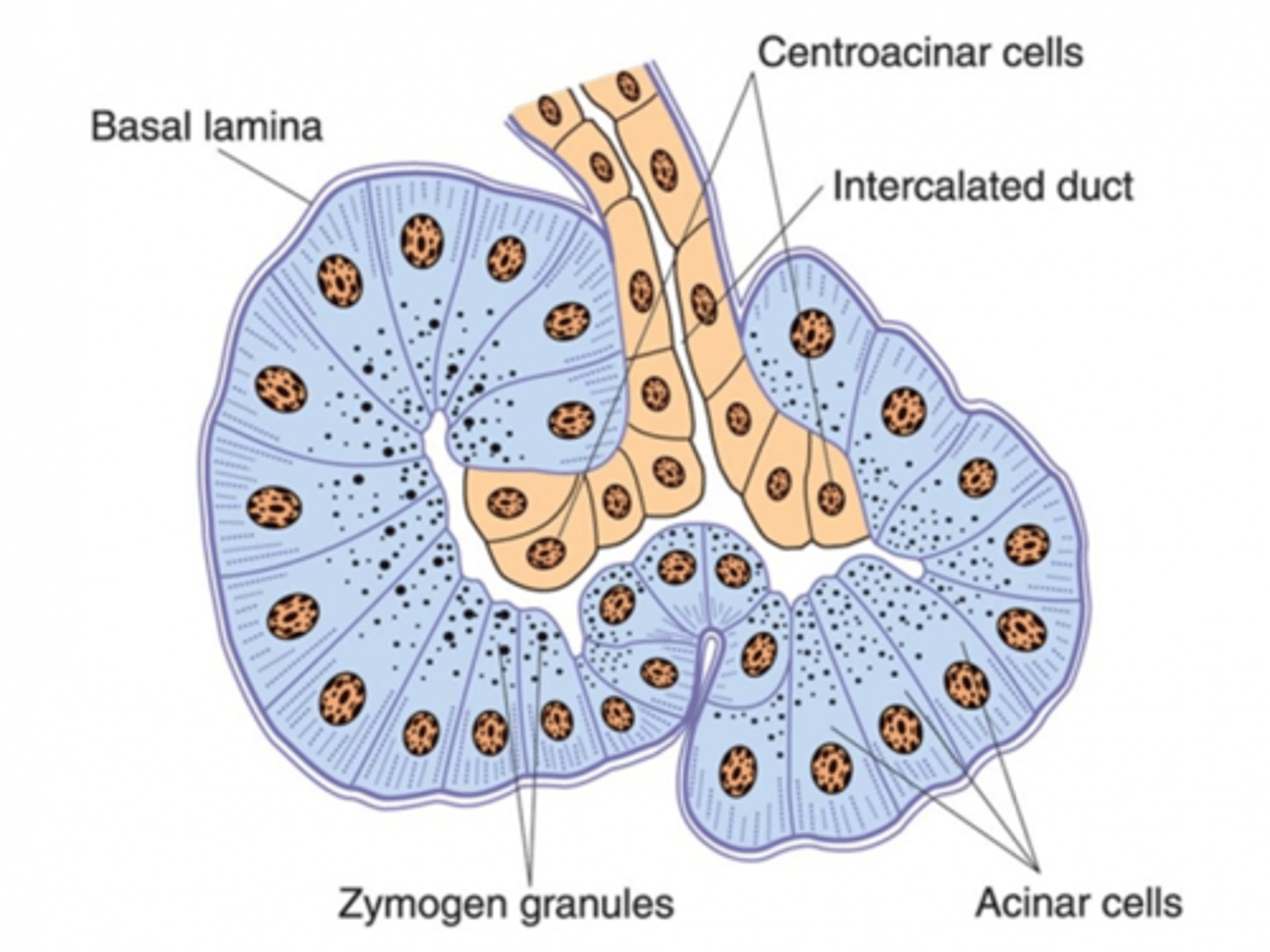 <p>1. Rough ER and zymogen granules.</p><p>2. Digestive enzymes - pancreatic proteases (eg. trypsin and chymotrypsin), pancreatic amylases and lipases.</p>