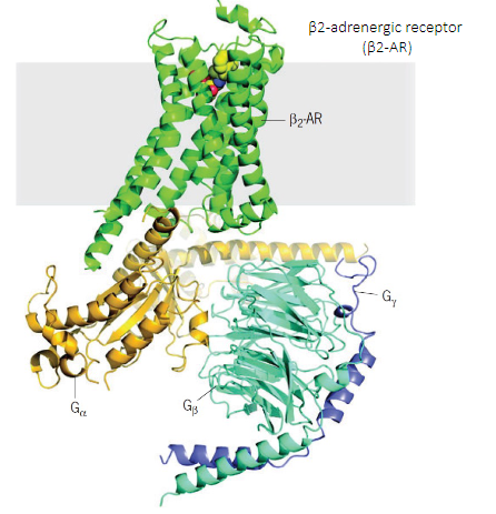 ligand binding -> GPCR activation -> turns on G proteins
- G protein acts as an on/off switch
- GTP bound = active; GDP bound = inactive

(photo: B2-AR [GPCR] + heterotrimeric G protein)