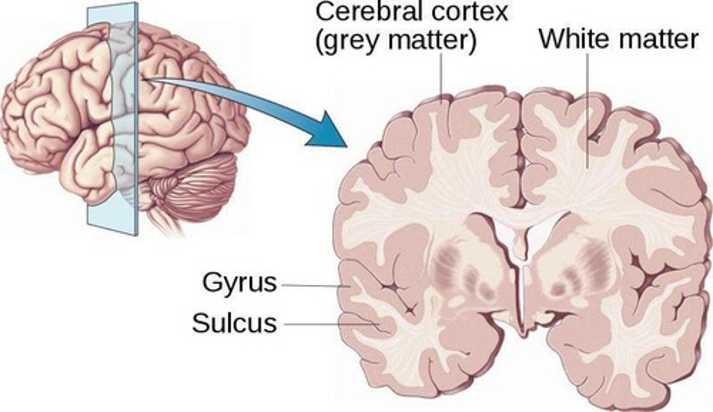 <p>The outer layer of the brain, responsible for higher-level cognitive functions, including thinking, perceiving, and decision-making.</p>