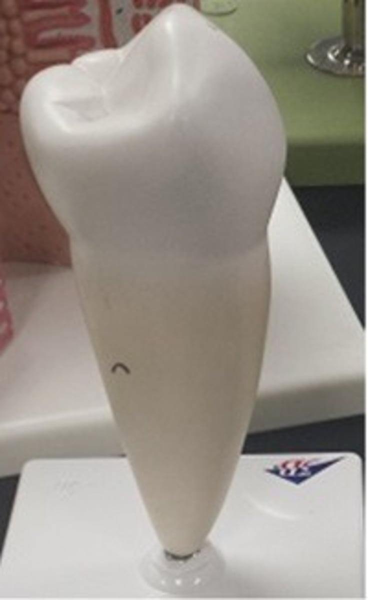 <p>What tooth is this and its function?</p>