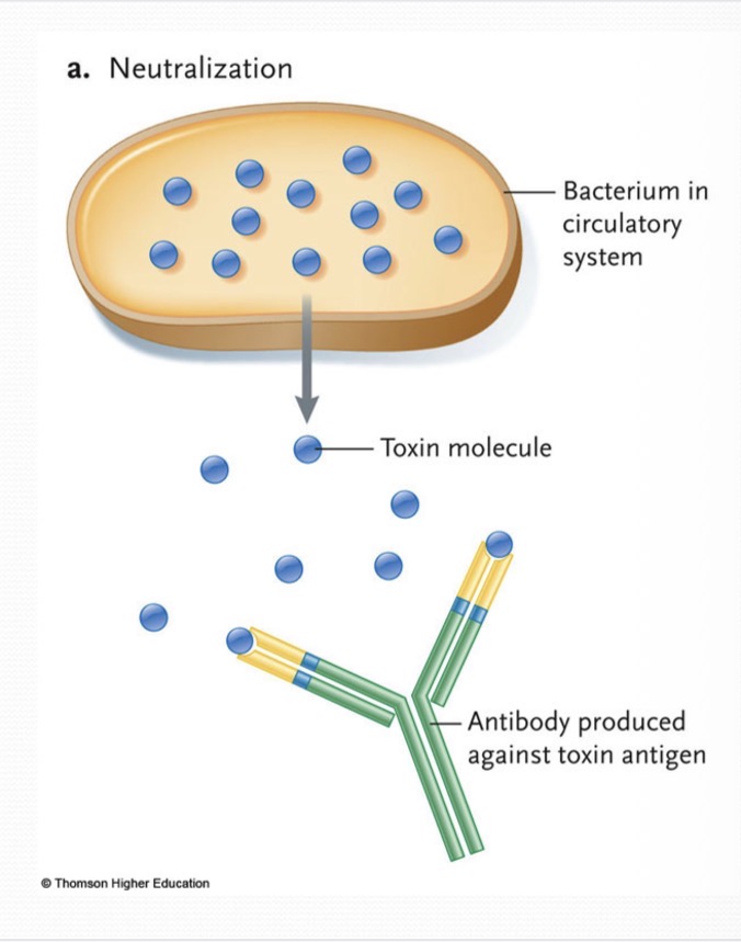 <p>Antibodies can neutralize the antigen via</p>