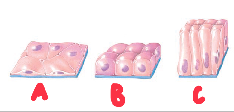 <p>Name and describe the cell shapes of epithelial tissues. </p>