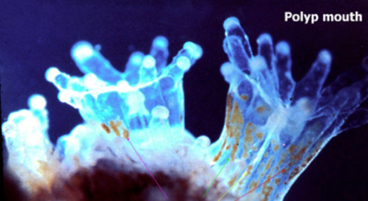 <p>small animals that live in the warm coastal waters of the tropics and subtropics; have a mutualistic relationship with photosynthetic algae; as the polyps grow they produce a calcium-based external skeleton, when the polyps die the skeletons are left behind and are built upon by other polyps</p>