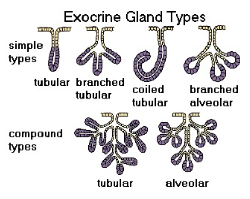 <ol><li><p>Simple → one duct, no branching</p></li><li><p>Compound → branching duct, secretory unit empties into smaller ducts which join to form larger duct </p></li></ol><p></p>