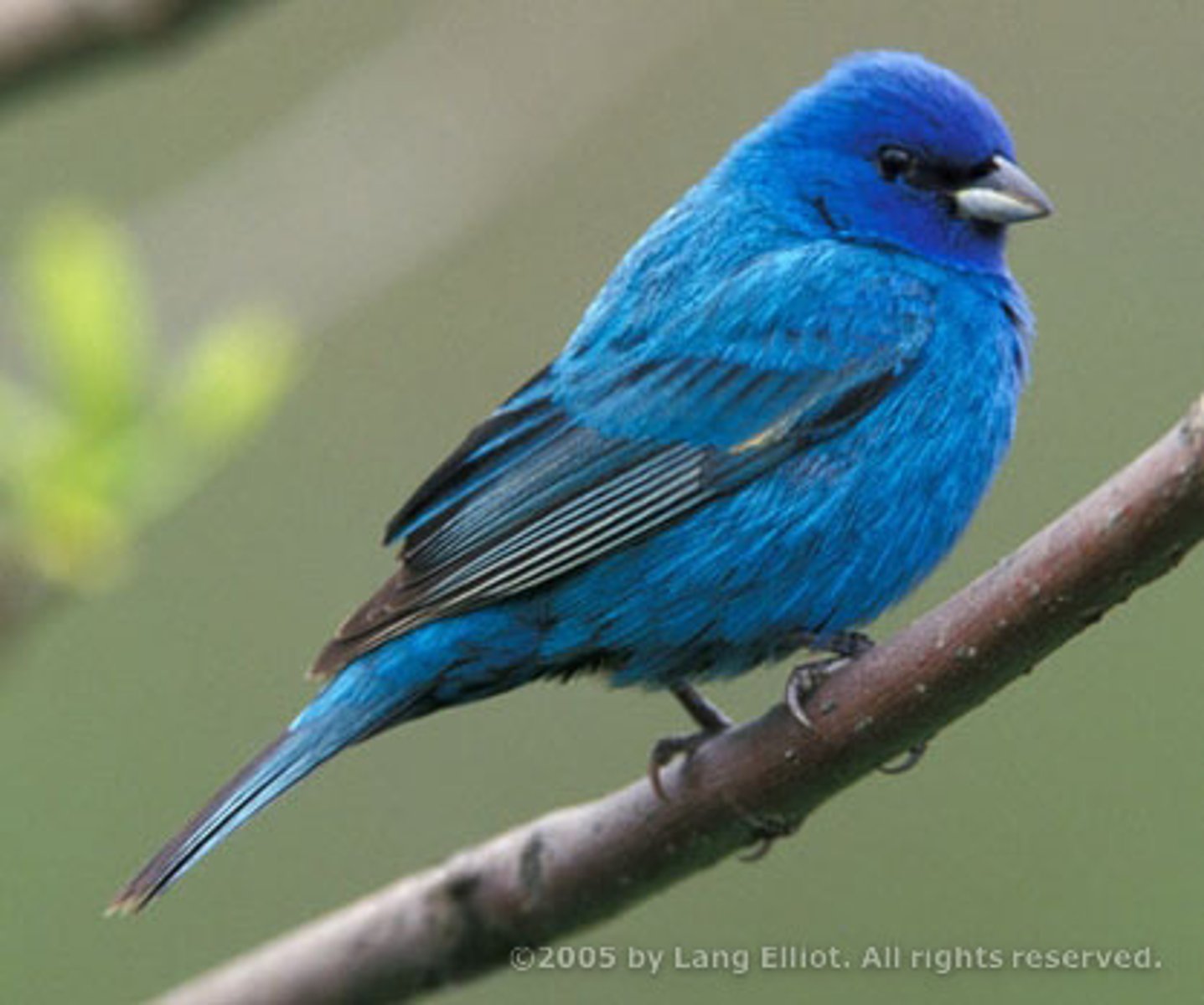<p>Passerina cyanea</p>