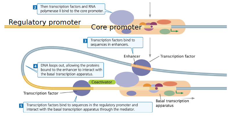 <p><strong>Initiation</strong><br>āAssembly of transcription factors (TFs) and RNA polymerase II causes 11ā15 bp of surrounding DNA to unwind<br>āTemplate strand is positioned within the active site of RNA polymerase II</p><p><strong>Promoter Structure</strong><br>āEach gene has a unique regulatory promoter<br>āContains distinct regulatory elements and unique cofactors to influence transcription<br>āRegulatory promoter works with the core promoter to initiate transcription</p>