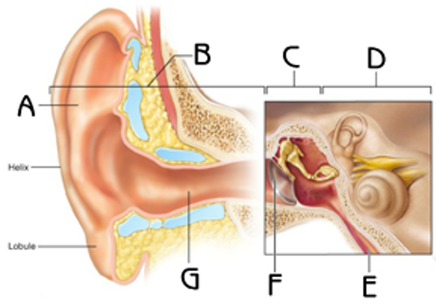 <p>G</p><p>Function: funnel sound to middle ear. TUBE IN</p>
