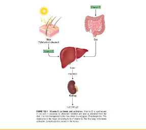 In response to ultraviolet radiation of the skin, a photochemical cleavage results in the formation of vitamin D from 7-dehydrocholesterol

Vitamin D enters the circulation, whether absorbed from the intestine or synthesized cutaneously, bound to vitamin D–binding protein, an α-globulin synthesized in the liver

Vitamin D is subsequently 25-hydroxylated in the **liver** by a cytochrome P450 oxidase in the mitochondria and microsomes

The second hydroxylation, required for the formation of the mature hormone, occurs in the **kidney.** 

The 25-hydroxyvitamin D-1α-hydroxylase converts 25-hydroxy vitamin D to 1,25(OH)2D **(calcitriol)**