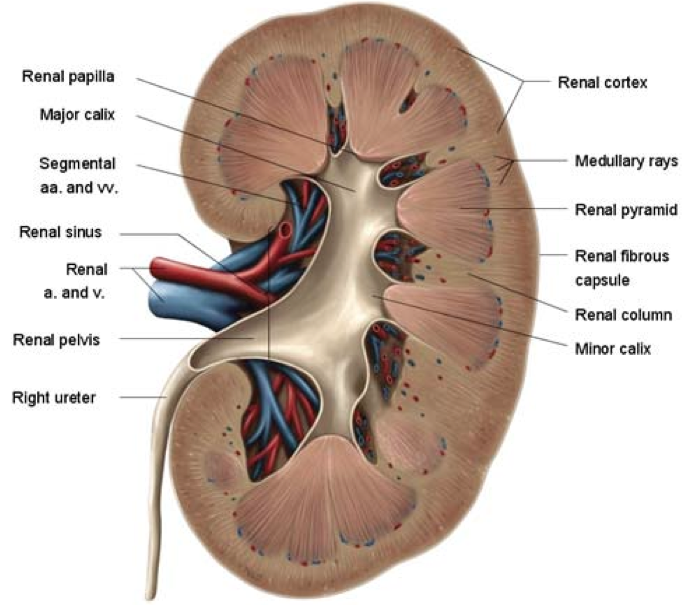 <p>Porcine Kidneys </p>