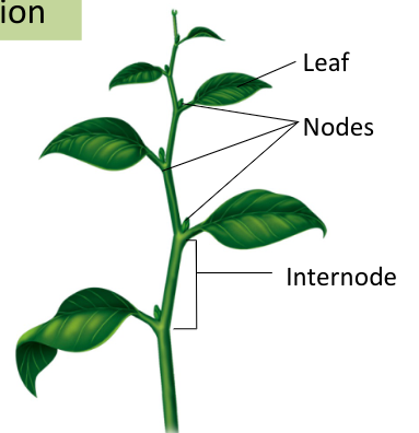 Repeating units of nodes and internodes; one or more leaves attached at each node