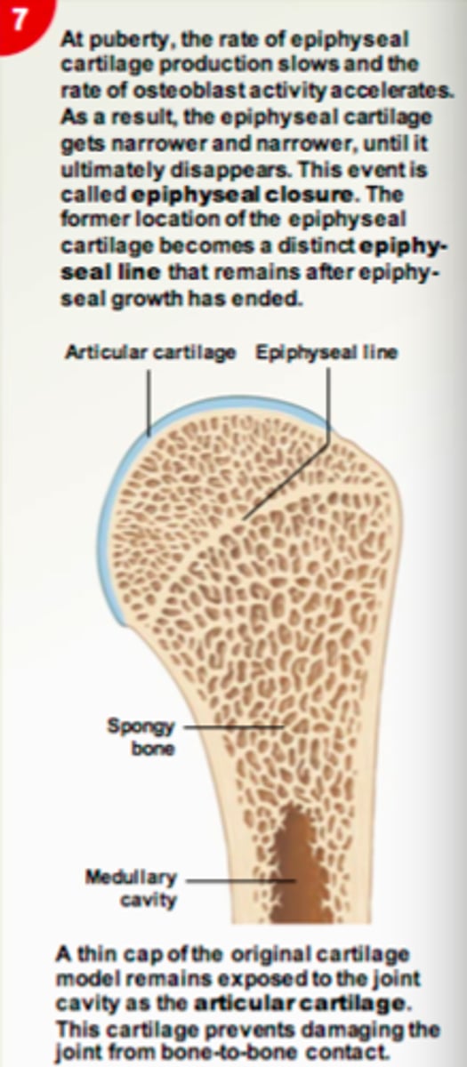 <p>Bone grows in length at the epiphyseal cartilage</p>