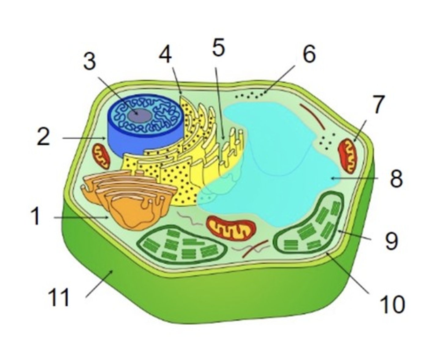 <p>stores water and maintains pressure, only in plant cells</p>