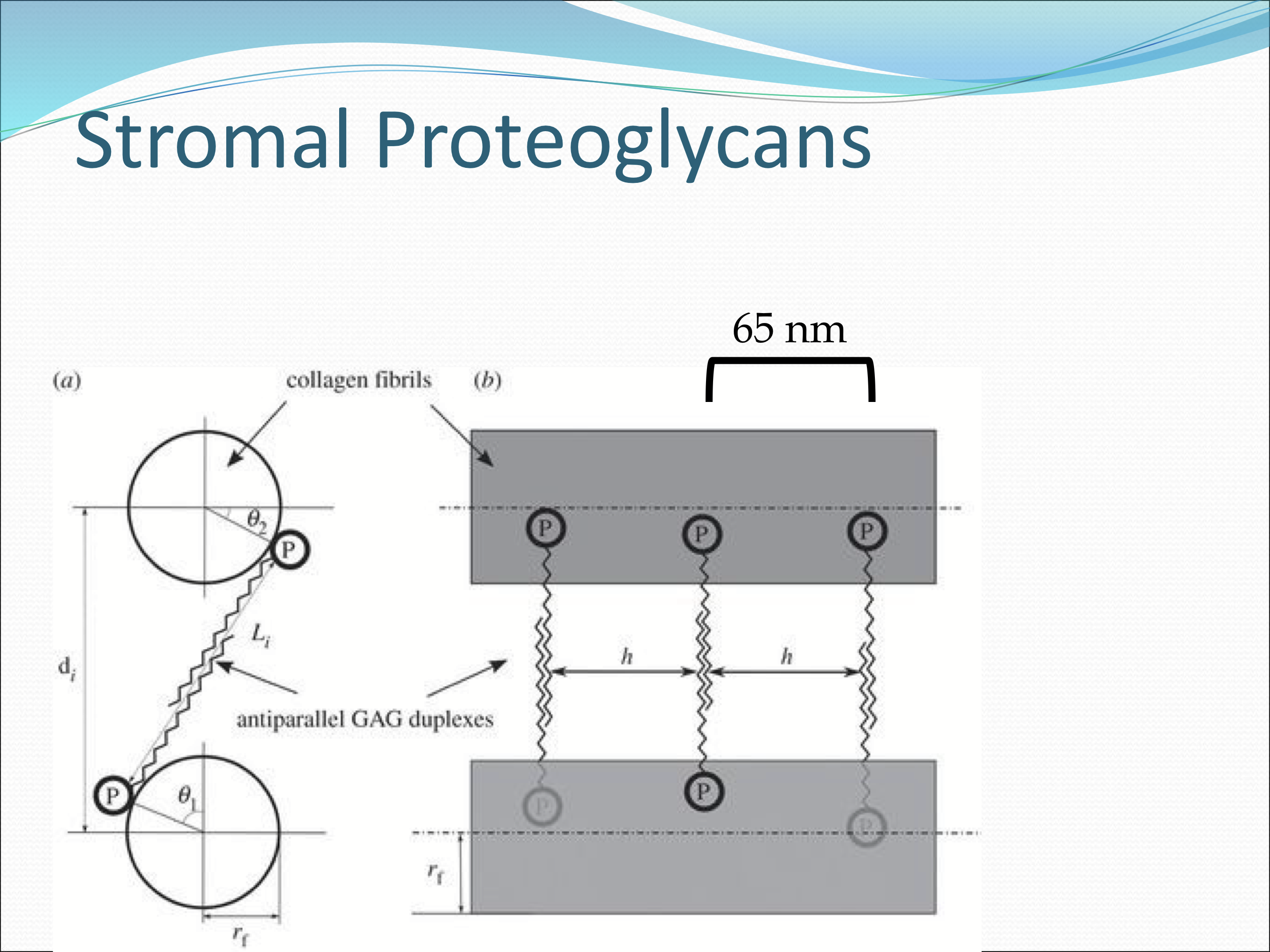 <p>Function as spacer molecules between collagen fibrils, control fibril diameter growth, assembly, caliber, resist compressive forces, grant viscoelastic properties of cornea, and assist transparency </p>