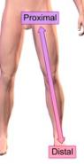 <p>closer to the point of attachment (usually referring to limbs)</p>