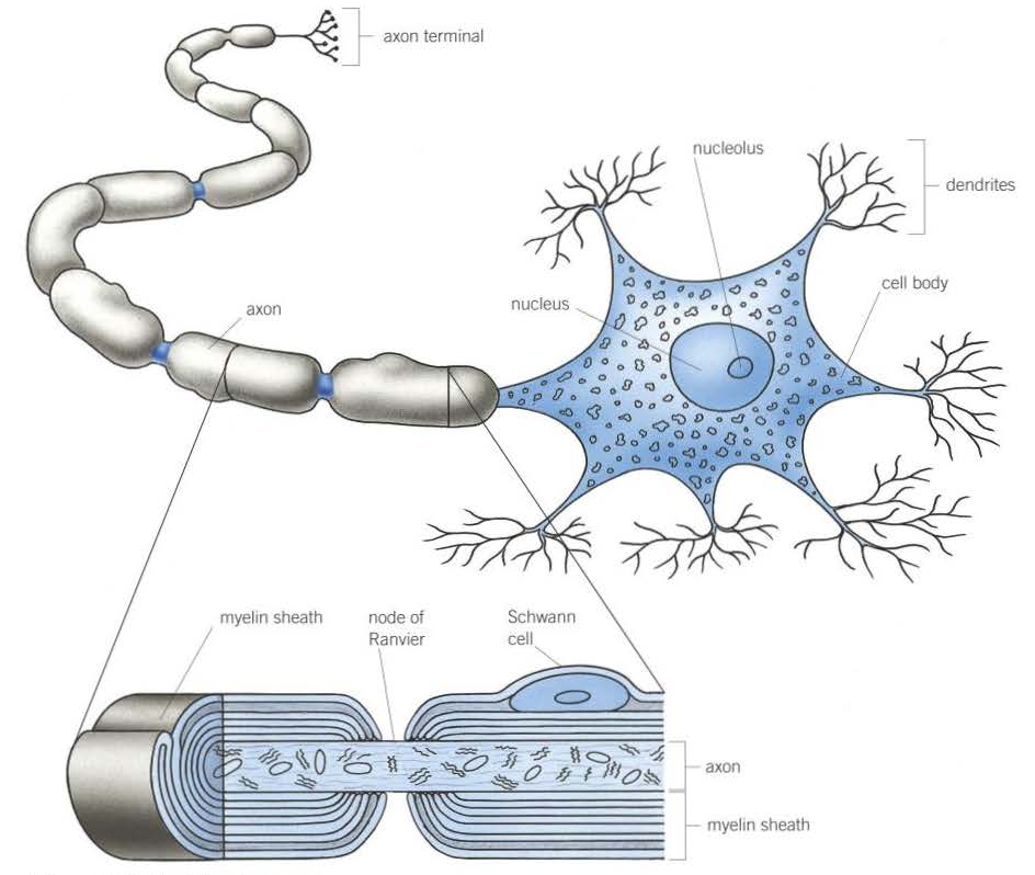 <p>1. Cell body: contains cell organelles including large amounts of RER - produces proteins and neurotransmitters<br>2. Dendrons, extend into dendrites: carry nerve impulses towards cell body<br>3. Axon: single long fibre that carries nerve impulses away from cell body<br>4. Schwann cells: surround axon to insulate it, carry out phagocytosis and are involved in nerve regeneration<br>5. Myelin sheath: made up of Schwann cells + lipid called myelin<br>6. Nodes of Ranvier: between Schwann cells where no myelin sheath</p>