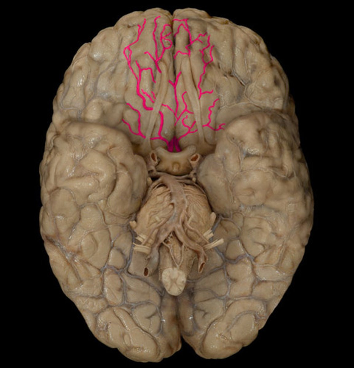 <p>-splits from internal carotids</p><p>-dives into longitudinal fissure</p>