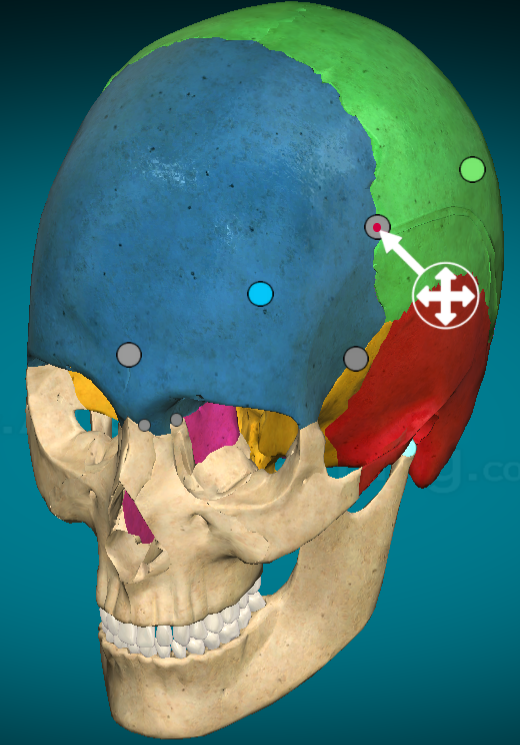 <p>Coronal suture: separates frontal bone from parietal bones</p>