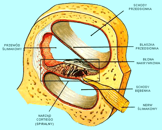 <p>kanał spiralny</p>