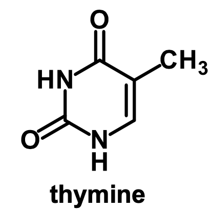 <p>thymine</p>