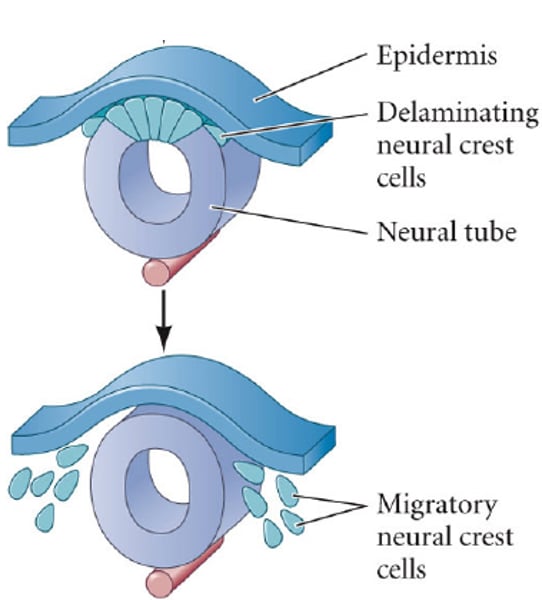 <p>Migratory, multipotent mesenchymal cells induced at the dorsal-most part of the neural tube, in an interaction between the neural plate and presumptive epidermis, both of which contribute to the neural crest.</p>