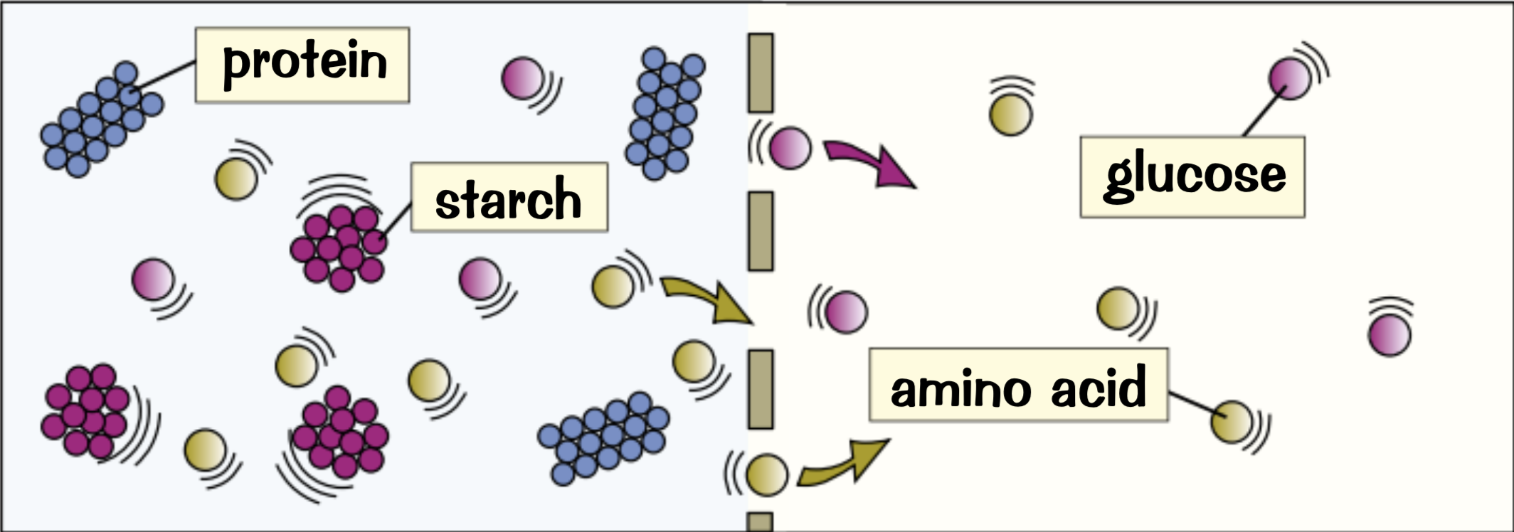 <p>can: glucose, amino acids and water</p><p>can’t: startch and protein</p>