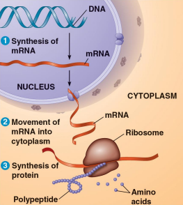 <p>Ribonucleic acid (RNA)</p>