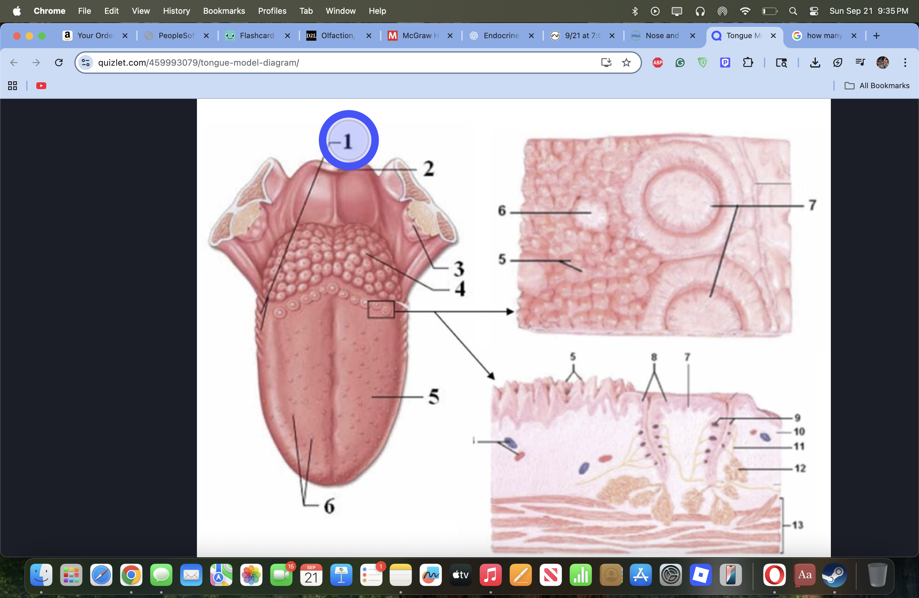 knowt flashcard image
