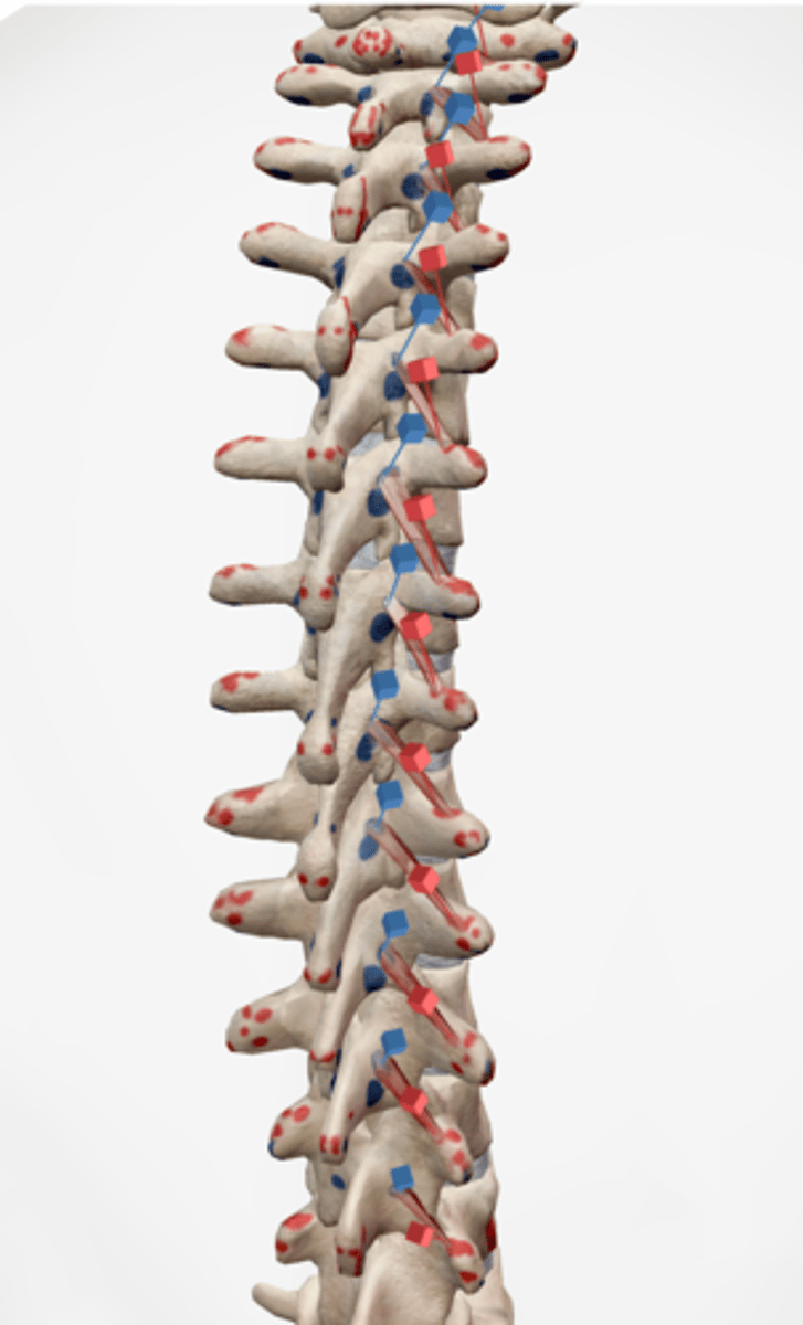 <p>transverse processes of all vertebrae</p>