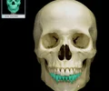 <p>teeth of the lower jaw</p>