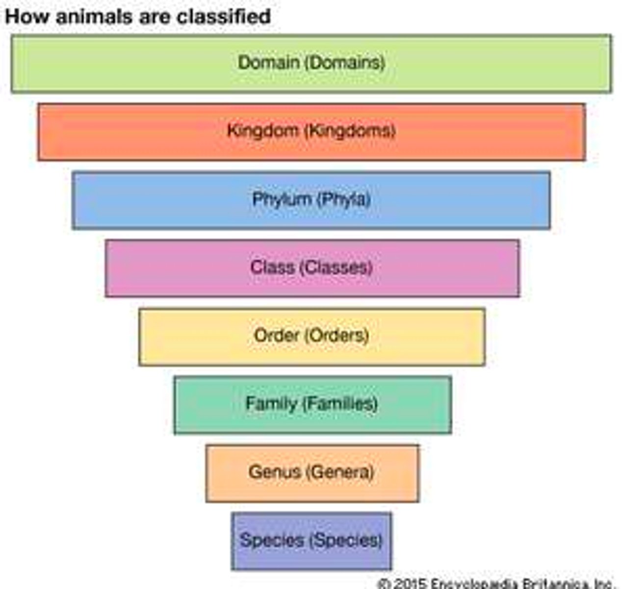 <p>From there, each domain is classified into smaller, non-overlapping groups called talons.</p><p>The order of talons in the phylogenetic classification system is domain, kingdom, phylum, class, order, family, genus and species.</p>