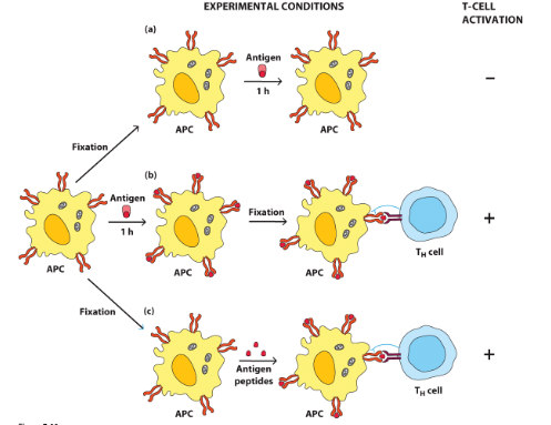<p>a) APC get fixated (kills APC, so proteins get fixed on surface, blocks Ag pick up), then Ag is given, but the Ag cannot bind because of fixation so no T cell activation</p><p>b) APC is given Ag, Ag binds and is processed then but on PM, APC is fixated, T cell gets activated </p><p>c) APC is fixated, then given Ag peptides (already cut up/processed Ags), MHC can present the peptides even after fixation because they were already processed, T cells get activated</p><ul><li><p>this is evidence that Ag needs processing before MHC presentation</p></li><li><p>processing was either done by the APC or given processed but either allowed presentation to T cell</p></li></ul><p></p>