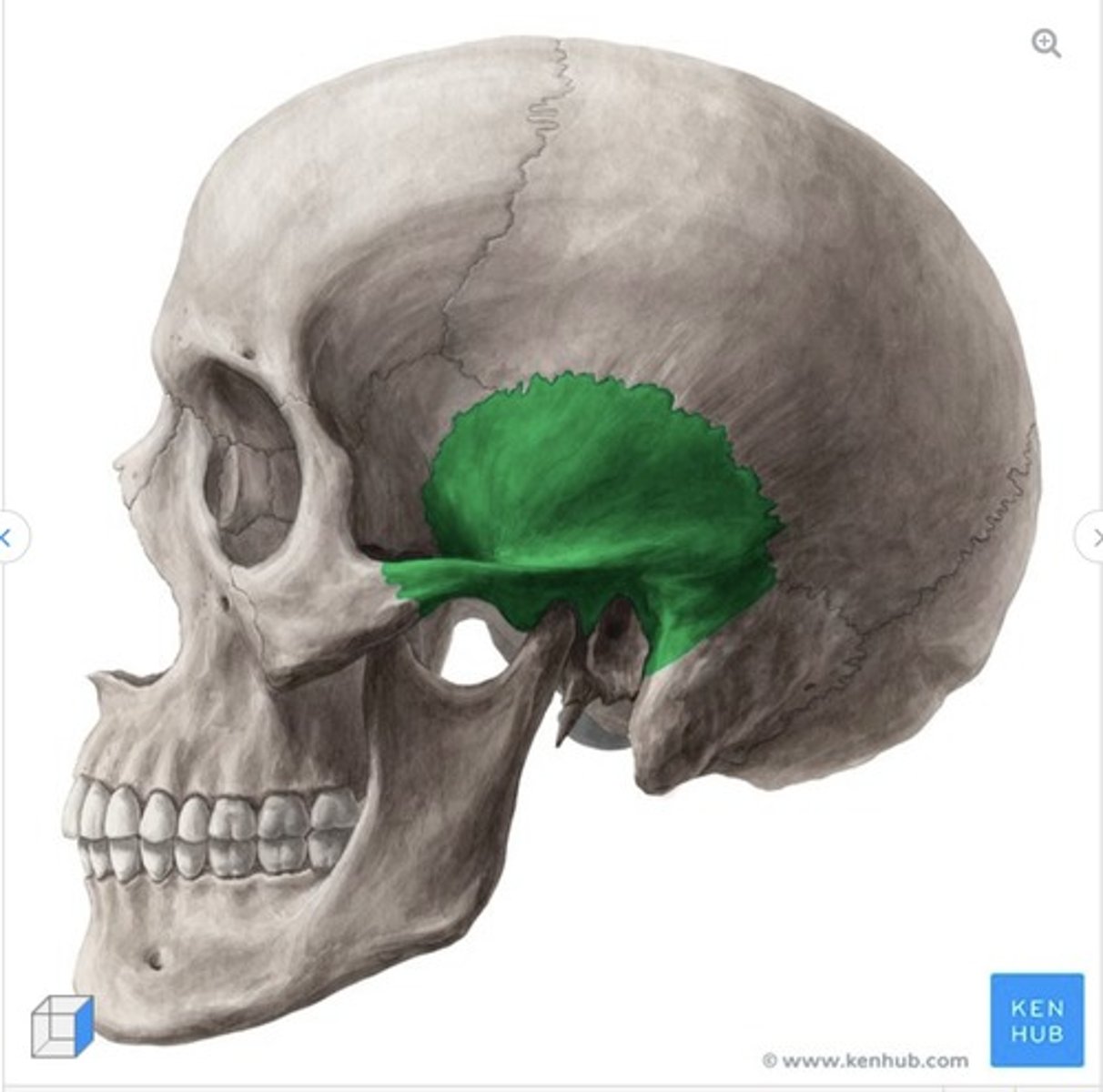 <p>what is this called and what bone is it on?</p>