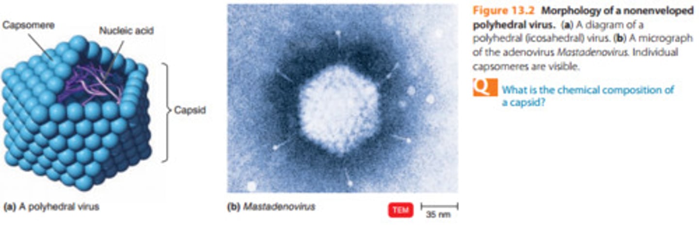 <p>Many animal, plant, and bacterial viruses are polyhedral, or many-sided, viruses. The capsid of most polyhedral viruses is in the shape of an icosahedron,a regular polyhedron with 20 triangular faces and 12 corners. The capsomeres of each face form an equilateral triangle. An example of a polyhedral virus in the shape of an icosahedron is the adenovirus. Another icosahedral virus is the poliovirus.</p>