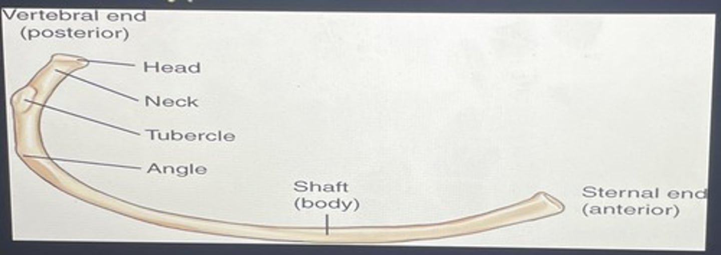 <p>posterior/vertebral, anterior/sternal</p>