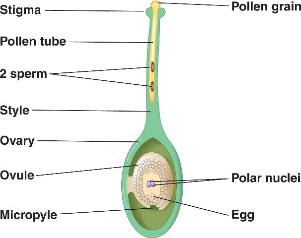 <p>pollen</p>