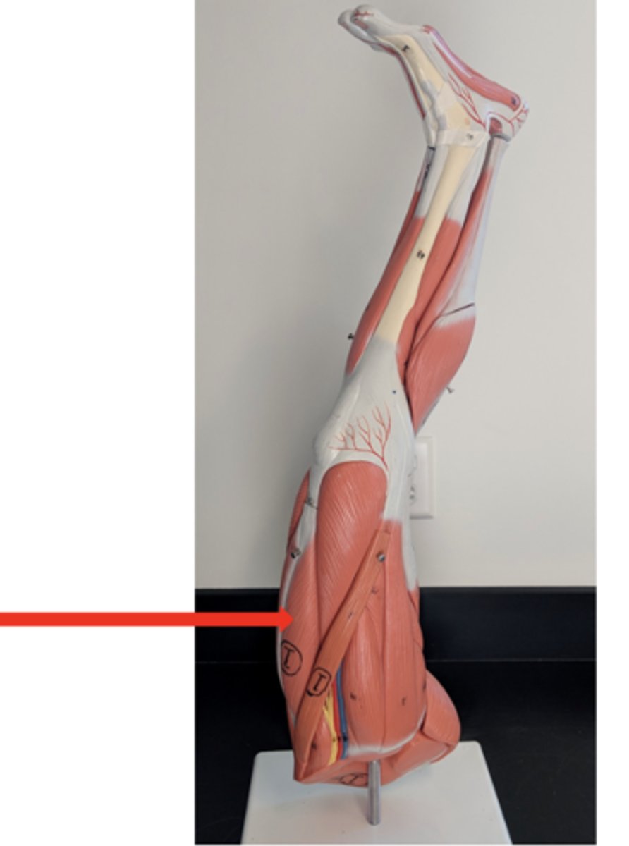 <p>what is this?</p>