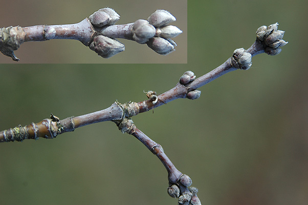 <p>Common name: Boxelder</p><p></p><p>Genus: Acer</p><p></p><p>Species: negundo</p><p></p><p>Family: Sapindaceae</p>