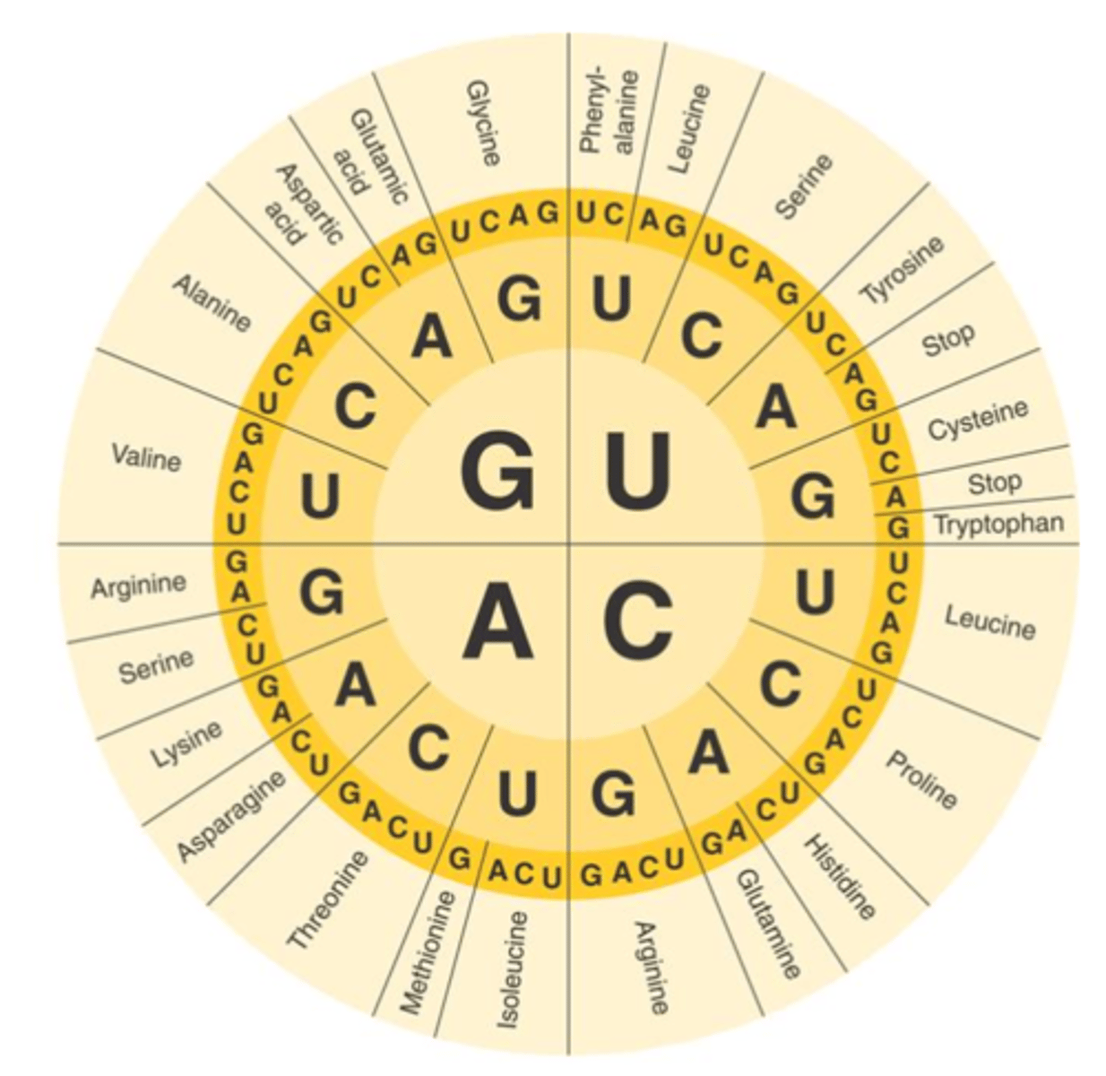 <p>A dictionary that is used to determine the amino acid that amino acid that each codon on RNA codes for</p>