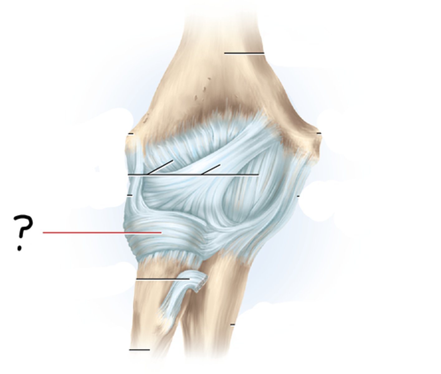 <p>encircles the head of the radius and attaches at each end to the ulna</p>