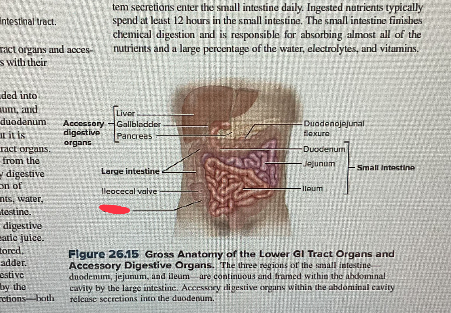 knowt flashcard image