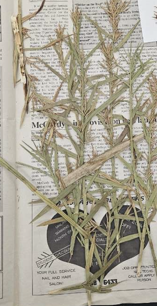 <p>plant?</p>